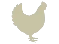 chicken